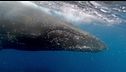 Islanda, sì alla caccia alle balene