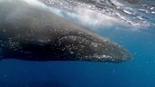 Islanda, sì alla caccia alle balene