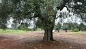 La xylella torna a far paura