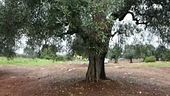 La xylella torna a far paura