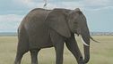 Riapre la caccia agli elefanti