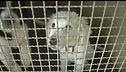 Animali, daspo per chi li maltratta