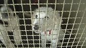 Animali, daspo per chi li maltratta