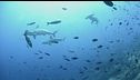 Ucciso dallo squalo, è giallo