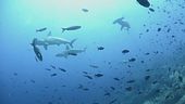 Ucciso dallo squalo, è giallo