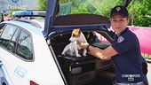 Polizia, viaggiare in sicurezza