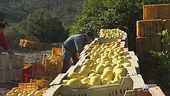 Cibo, compromessi prezzo-qualità