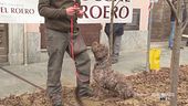 Il raduno dei cani da tartufo
