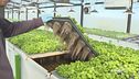 Un tipo di agricoltura innovativa e sostenibile