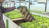 Un tipo di agricoltura innovativa e sostenibile