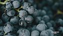 Vino rosso piemontese DOC intenso e avvolgente