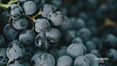 Vino rosso piemontese DOC intenso e avvolgente