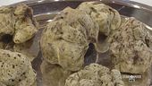 Il tartufo bianco dei boschi di Muzzana del Turniano