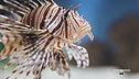 Il pesce scorpione