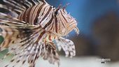 Il pesce scorpione