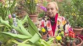 La contessa dei tulipani