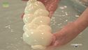 La mozzarella di bufala