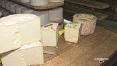 Il formaggio Castelmagno