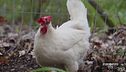 Alla scoperta del pollo del Valdarno