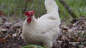 Alla scoperta del pollo del Valdarno