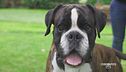 Mika, il boxer più bello del mondo