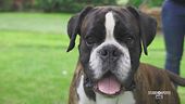 Mika, il boxer più bello del mondo