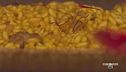 Risotto alla Monzese