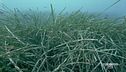 L'importanza della posidonia