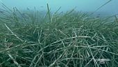 L'importanza della posidonia