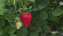 Le fragole