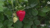 Le fragole
