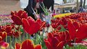 La grande storia d'amore dei tulipani