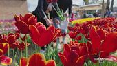 La grande storia d'amore dei tulipani