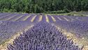 La fioritura della lavanda