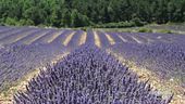 La fioritura della lavanda