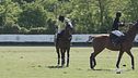 Il polo in città