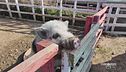 Un'amante degli animali