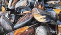 Le cozze selvagge di Marina di Ravenna