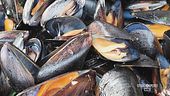 Le cozze selvagge di Marina di Ravenna