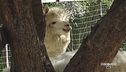 La Pet Therapy con gli alpaca