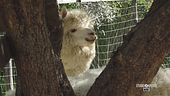 La Pet Therapy con gli alpaca