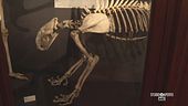 Il Museo Regionale di Scienze Naturali di Torino
