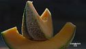 Il melone