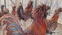 La gallina gran ciuffo