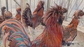 La gallina gran ciuffo