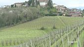 Tra vigne centenarie e vini pregiati