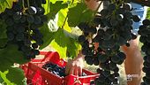 Il Grignolino e l'Albugnano