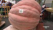 La gara delle zucche