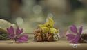 Erbe spontanee e fiori in cucina