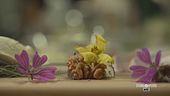 Erbe spontanee e fiori in cucina